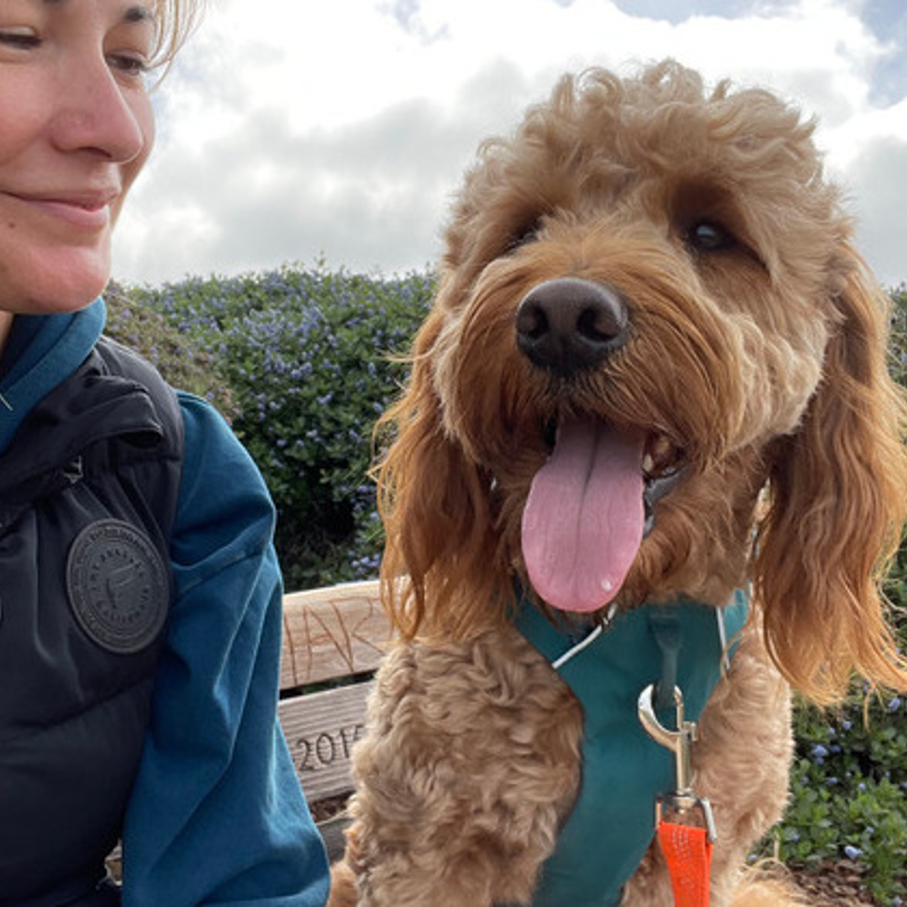 2 Year old Goldendoodle Needs a Fun Sitter for a Week!