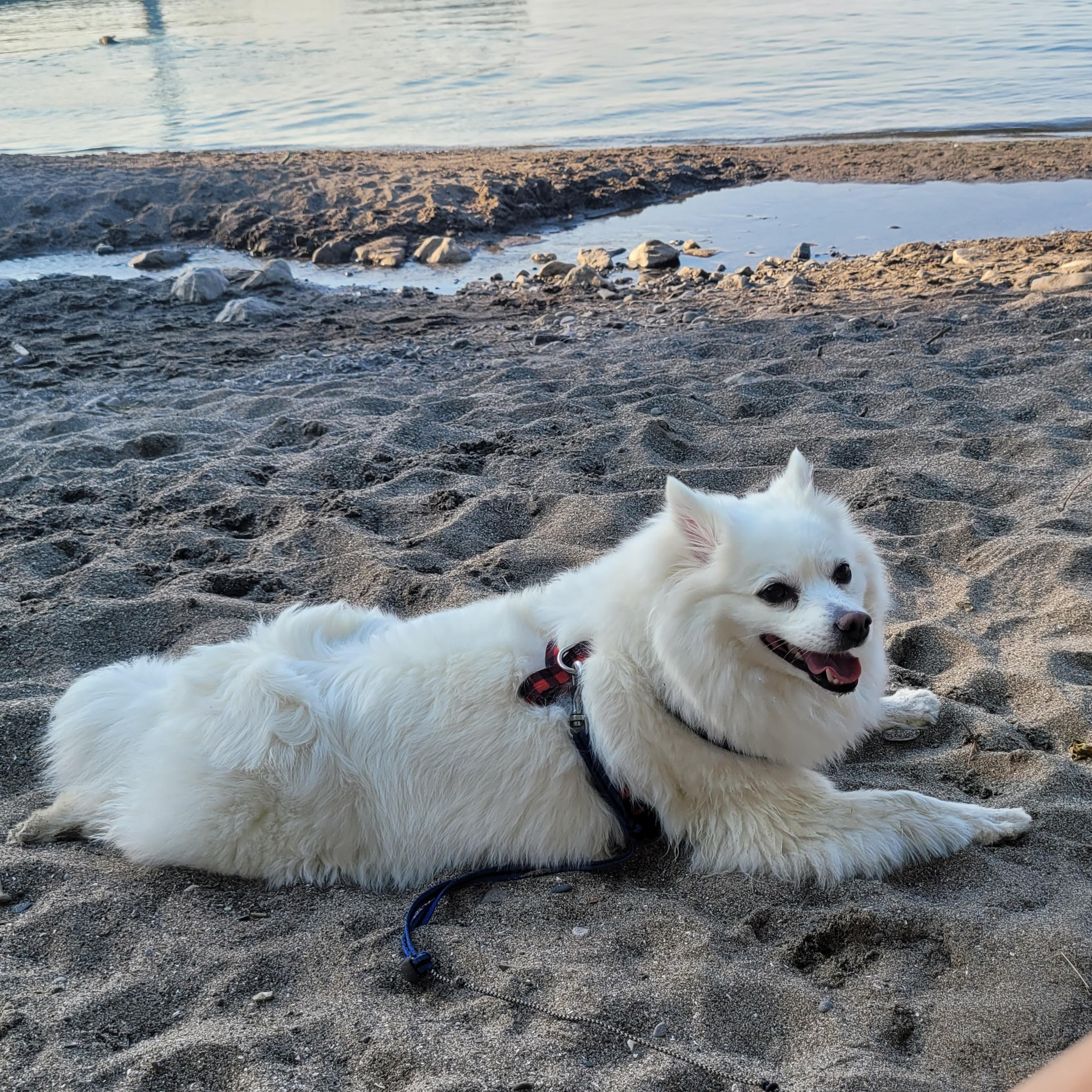 Interviewing a Skilled Pet sitter in Etobicoke, Ontario